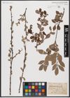 Foto von Salix aurita L.